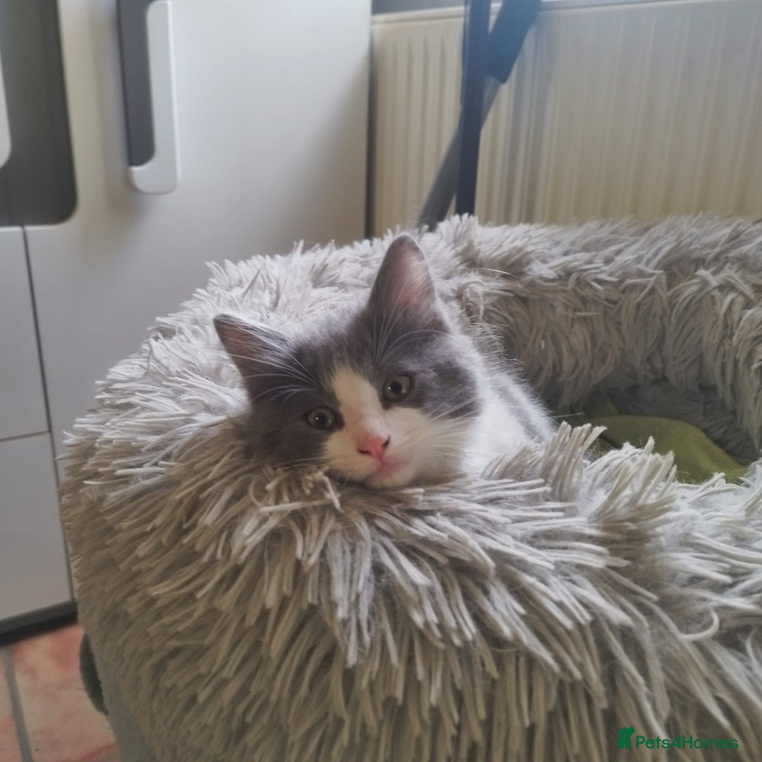 Ragdoll cats for sale: 5 ADORABLE RAGDOLL X KITTENS FOR SALE - Image 9