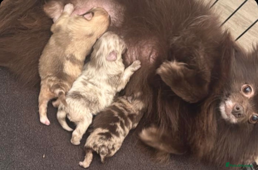 Pomeranian dogs for sale: Lilac Merle Female Pomeranian Puppy For Sale  - Image 4