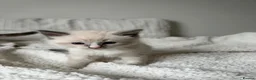 Ragdoll cats for sale: Adorable Ragdoll Kittens Looking For A New Home - Advert 10
