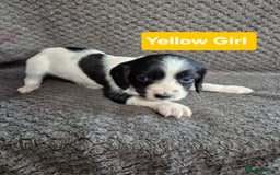 English Springer Spaniel dogs for sale: English Springer Spaniel Pups - Image 8