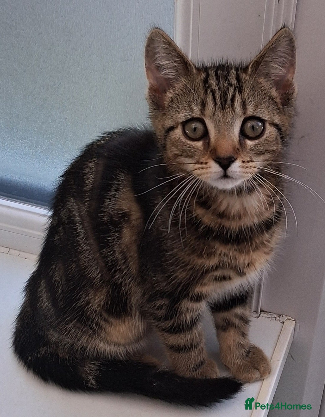 British Shorthair cats Two Tuxedo Males & 2 tabby females  - Advert 1