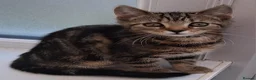 British Shorthair cats for sale: Two Tuxedo Males & 2 tabby females  - Advert 1
