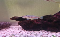 Cichlids fish for sale: Mbuna Cichlids  - Image 1
