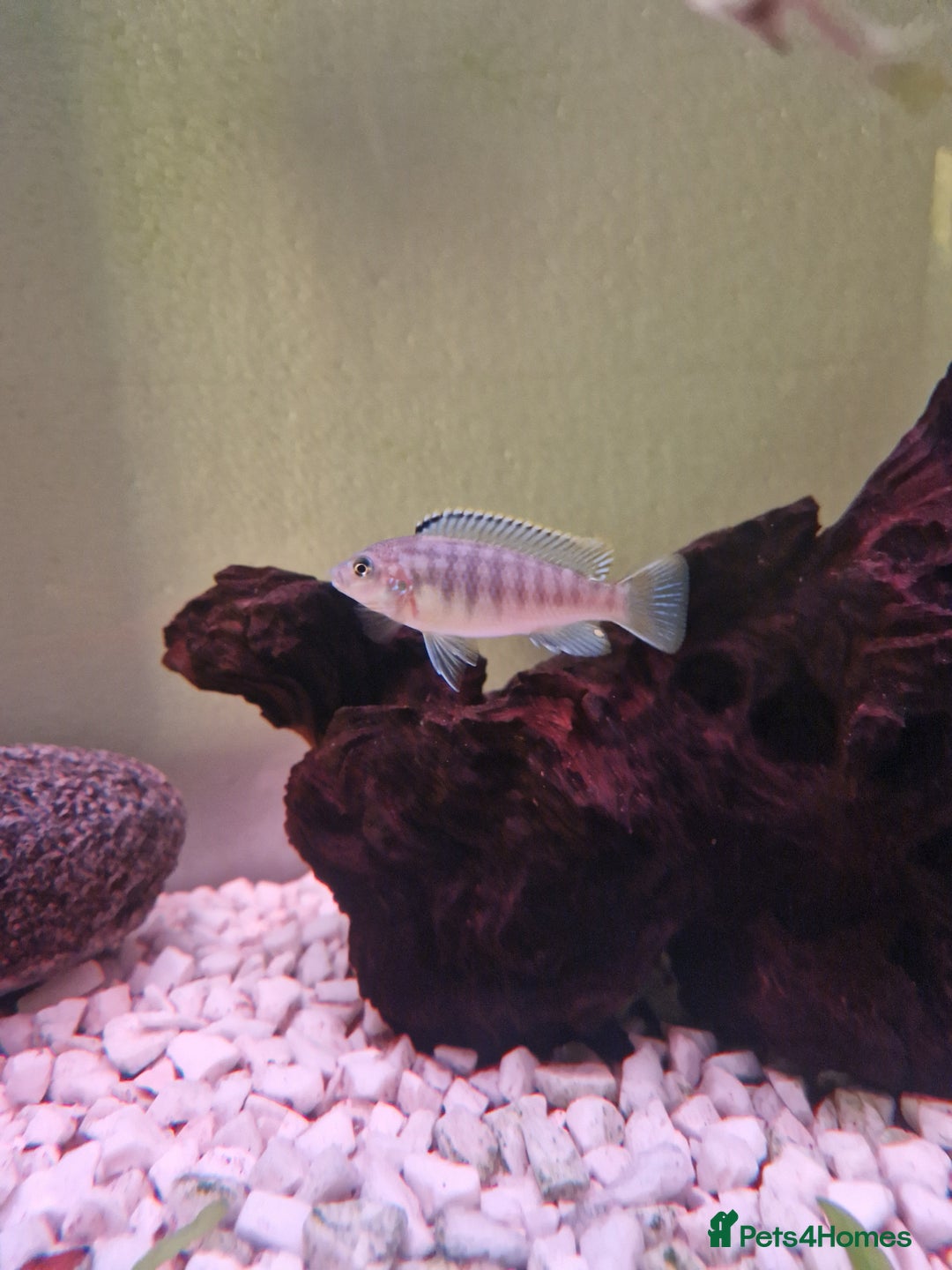 Cichlids fish for sale: Mbuna Cichlids  - Image 1