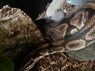 Python Snake reptiles for sale - Advert 1