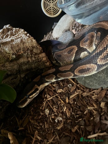 Python Snake reptiles - Advert 1