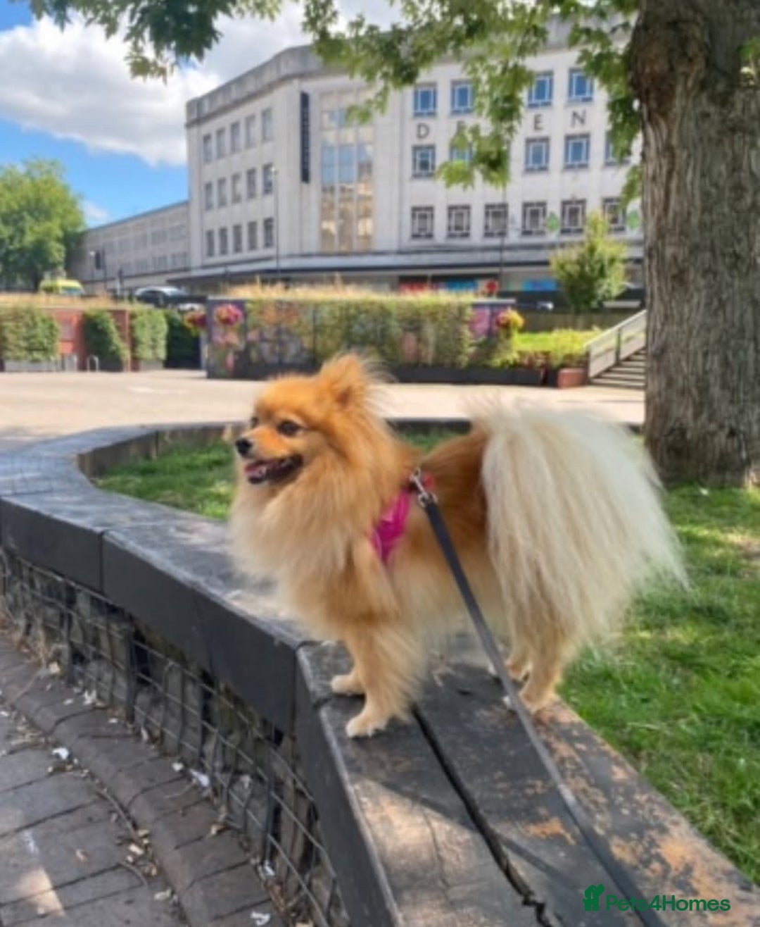 Pomeranian dogs for sale: Bonnie the Pomeranian - Image 4