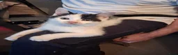 Ragdoll cats for sale: CUTE SOLID RAGDOLL KITTENS  - Advert 7