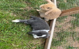 Dwarf Lop rabbits for sale: Drawf Lops - Image 4