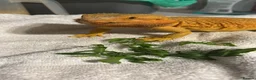 Bearded Dragon reptiles for sale: Mango (mags) in Peacehaven - Advert 2