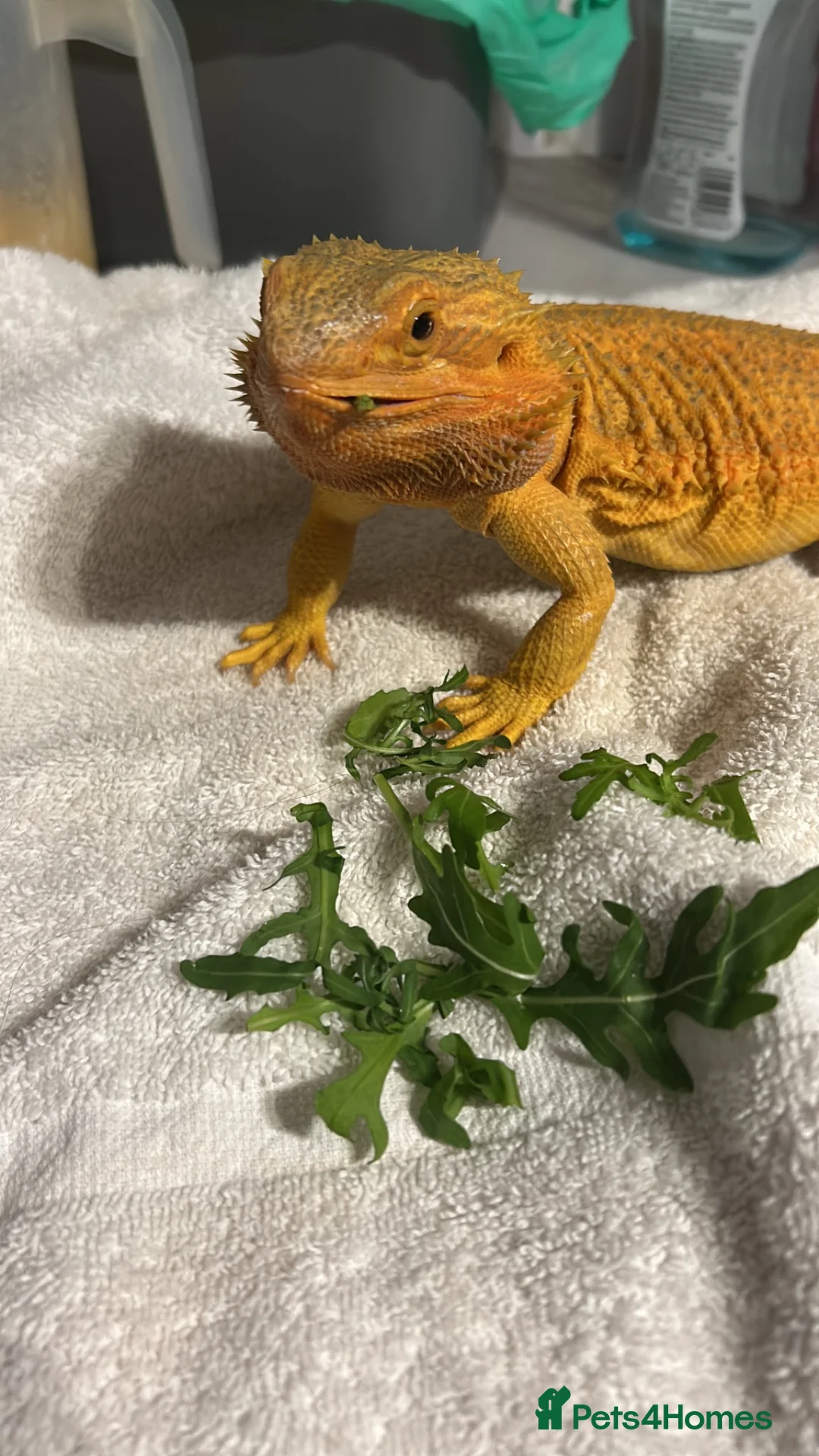 Bearded Dragon reptiles for sale: Mango (mags) in Peacehaven - Advert 2