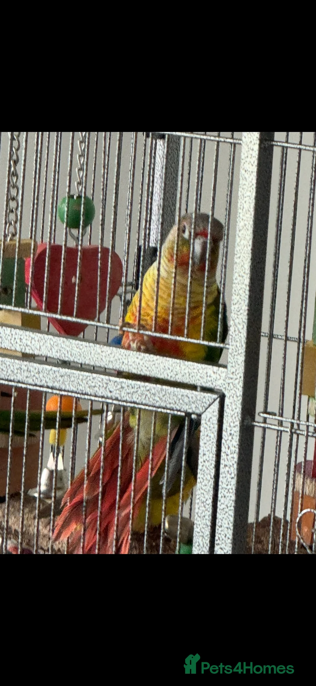 Conures birds for sale: Pineapple and green cheeked conures for Sale  in Coventry - Advert 5