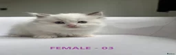 Ragdoll cats for sale: GCCF RAGDOLLS AVAILABLE in Bridgwater - Advert 11