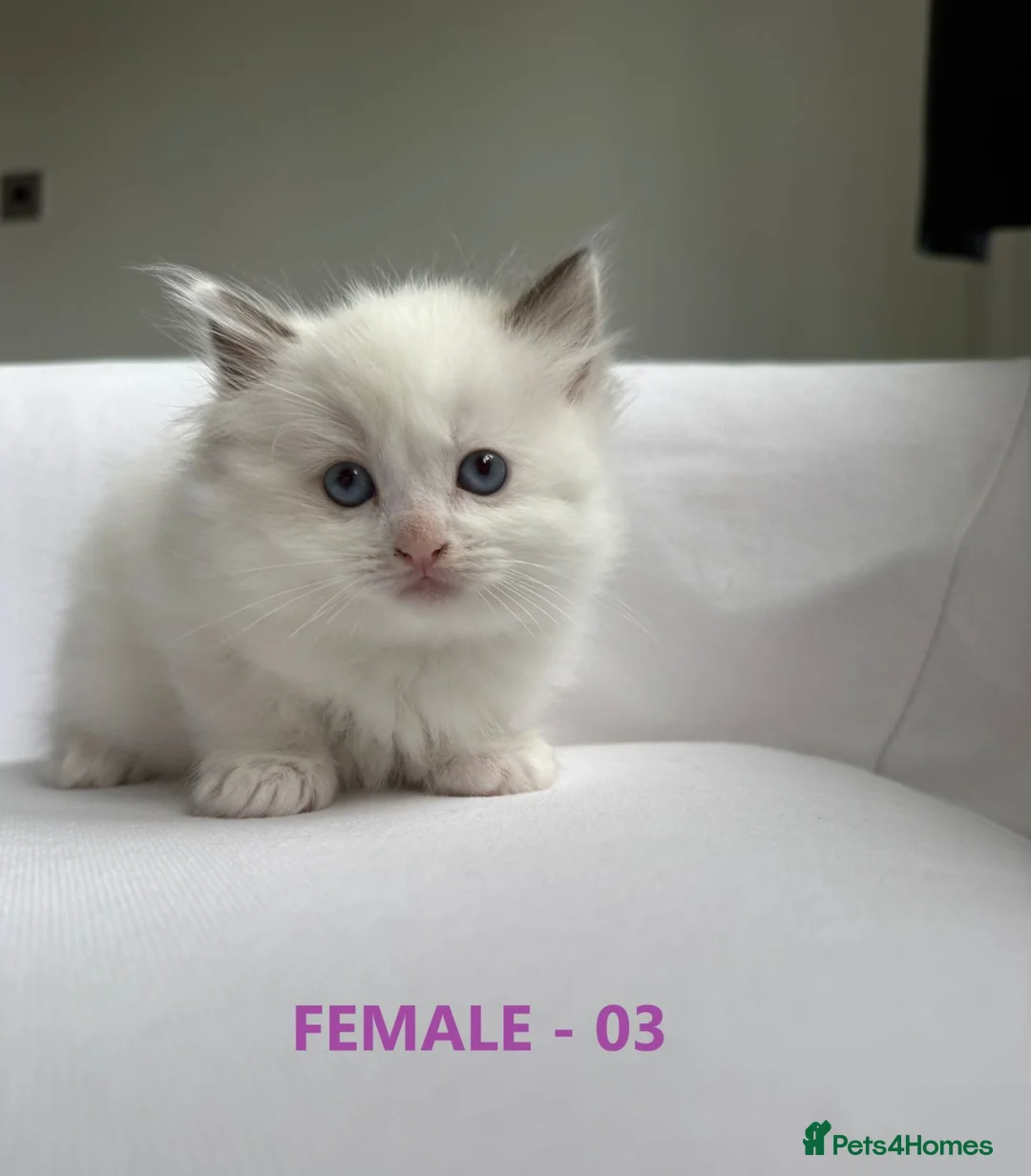 Ragdoll cats for sale: GCCF RAGDOLLS AVAILABLE in Bridgwater - Advert 11