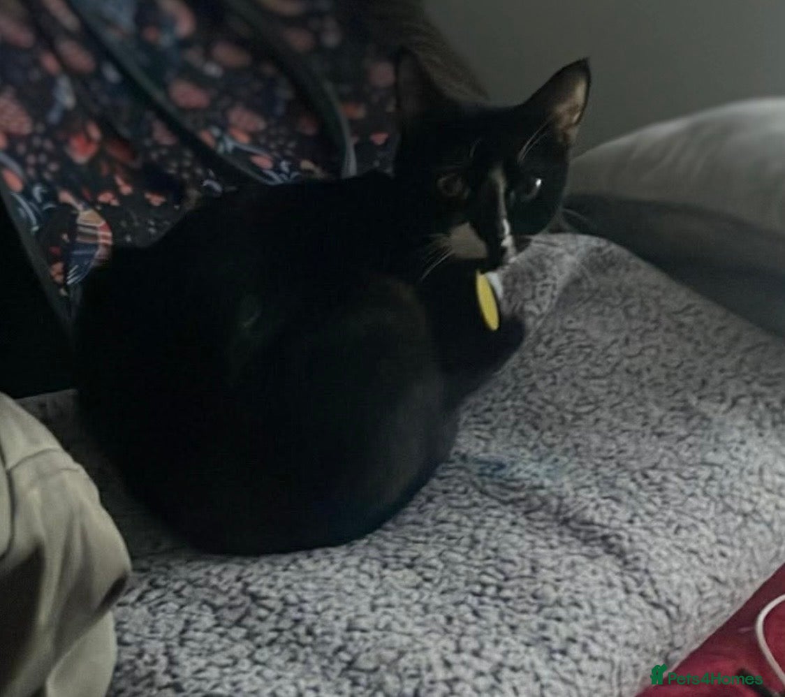 Domestic Shorthair cats Bonnie  - Advert 1