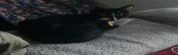 Domestic Shorthair cats for sale: Bonnie  in Blackpool - Advert 1