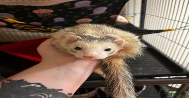 Ferret rodents - Advert 2