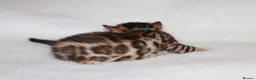 Bengal cats for sale: TICA BENGAL KITTENS FOR SALE - READY 23/04/26 - Advert 3