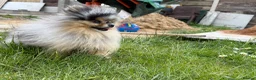 Pomeranian dogs for sale: 🧸 TOP QUALITY POM PUPPIES 🧸 - Advert 15