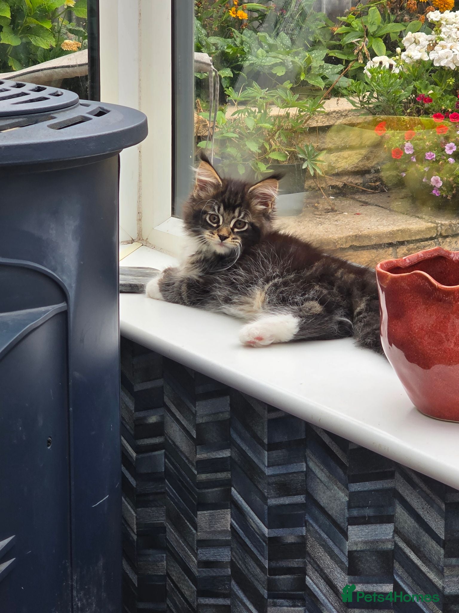 Maine Coon cats Stunning Maine Coon Kittens – Ready Now - Advert 1