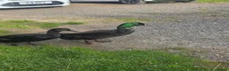 Ducks poultry for sale: Cayuga ducks in Durham - Advert 5