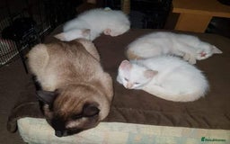 Siamese cats for sale: Flame point siamese  - Advert 9