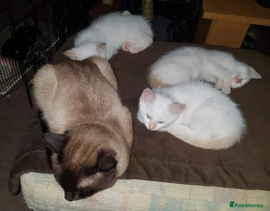 Siamese cats for sale: Flame point siamese  - Advert 9