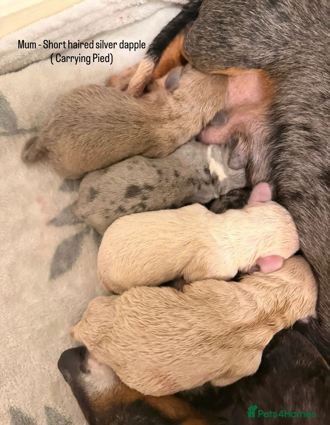 Miniature Dachshund dogs for stud: PROVEN CLEAR CREAM STUD BOY ❄️PRINCE ICE❄️ - Advert 16