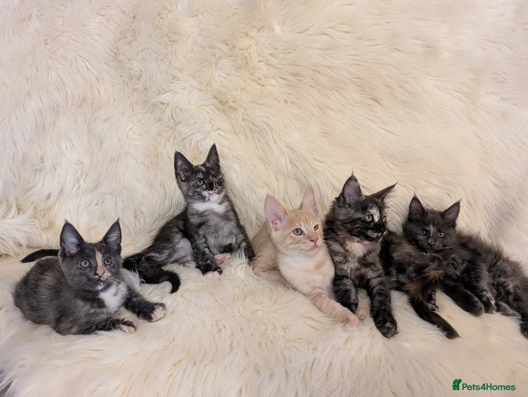 Maine Coon cats for sale: ✨ Stunning Maine Coon Kittens Ready Now ✨ - Image 13