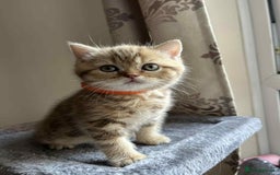 British Shorthair cats for sale: 🐾 Gorgeous British Shorthair Kittens 🐾 - Image 2