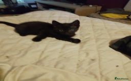 Mixed Breed cats for sale: Kittens for sale - Image 2
