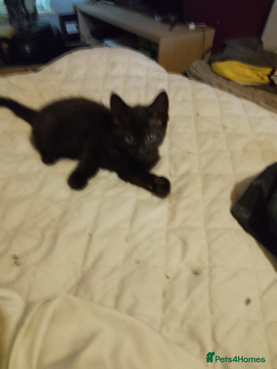 Mixed Breed cats for sale: Kittens for sale - Image 2