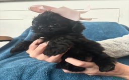 Shih Tzu dogs for sale: Beautiful Shih-zu puppies mixed colours ready soon - Image 5