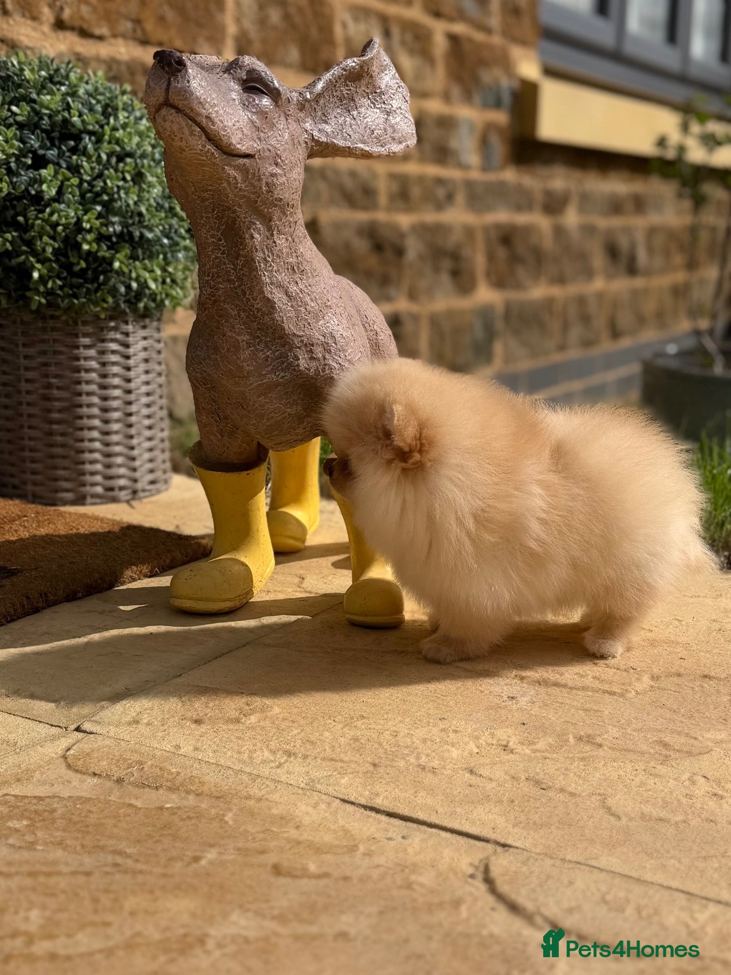 Pomeranian dogs Beautiful Poms - Advert 2