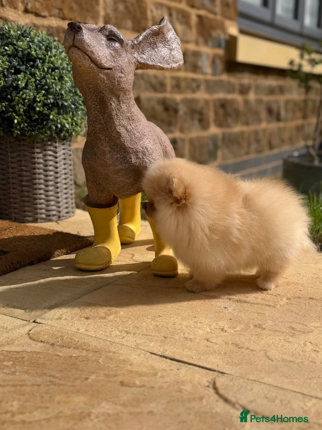 Pomeranian dogs for sale: Beautiful Poms - Advert 2