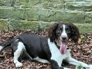 English Springer Spaniel dogs 18month old Springer Spaniel Male - Advert 2
