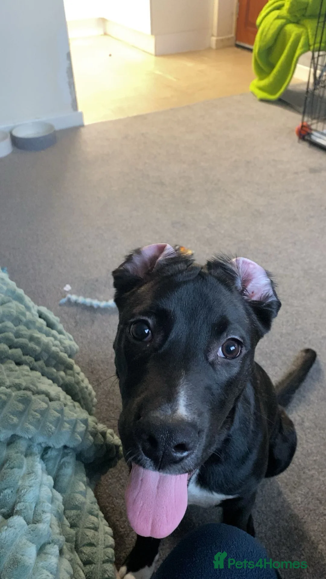 Mixed Breed dogs for sale: Cane corso x lurcher  - Advert 4