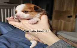 Chinese Crested dogs for sale: Last powder puff boy available  - Image 8