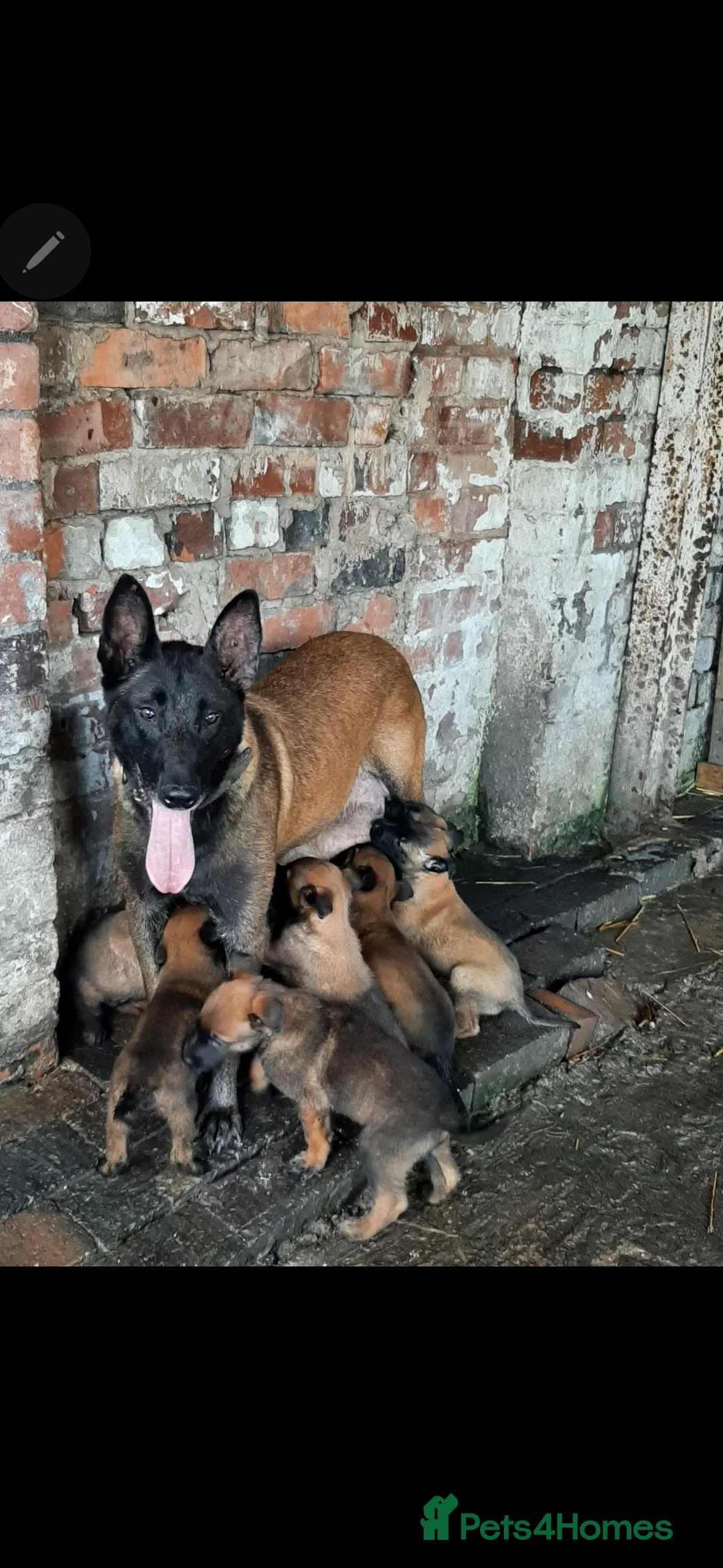 Belgian Shepherd Dog dogs for sale: Kabus - Advert 7