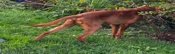 Irish Setter dogs for sale: Irish Setter Puppies Rehomed in Ballindalloch - Advert 4