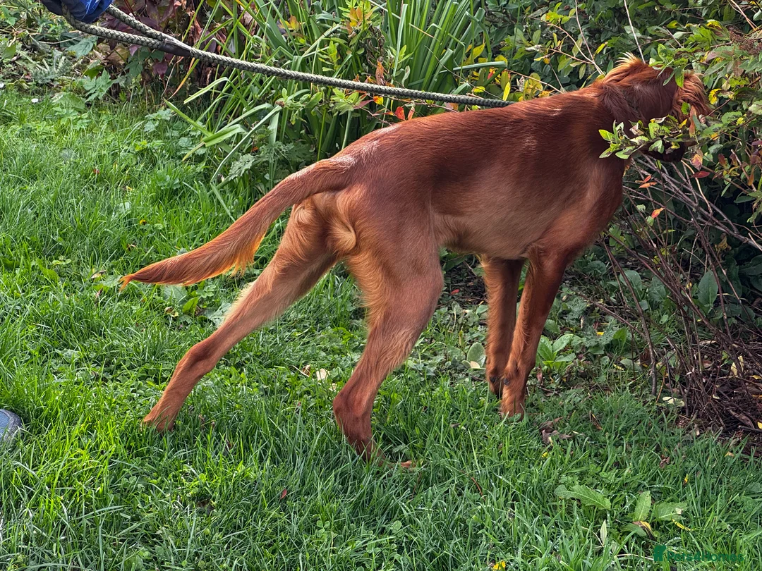 Irish Setter dogs for sale: Irish Setter Puppies Rehomed in Ballindalloch - Advert 4