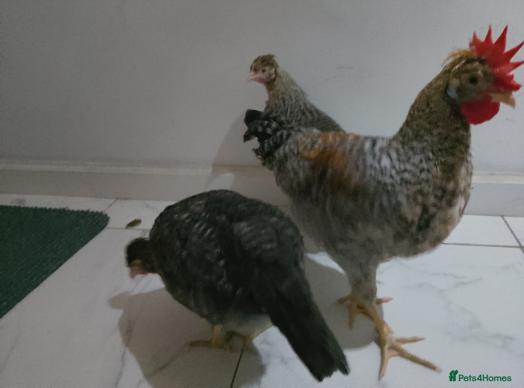 Hens poultry for sale: 2 hens and one Rooster - Image 10