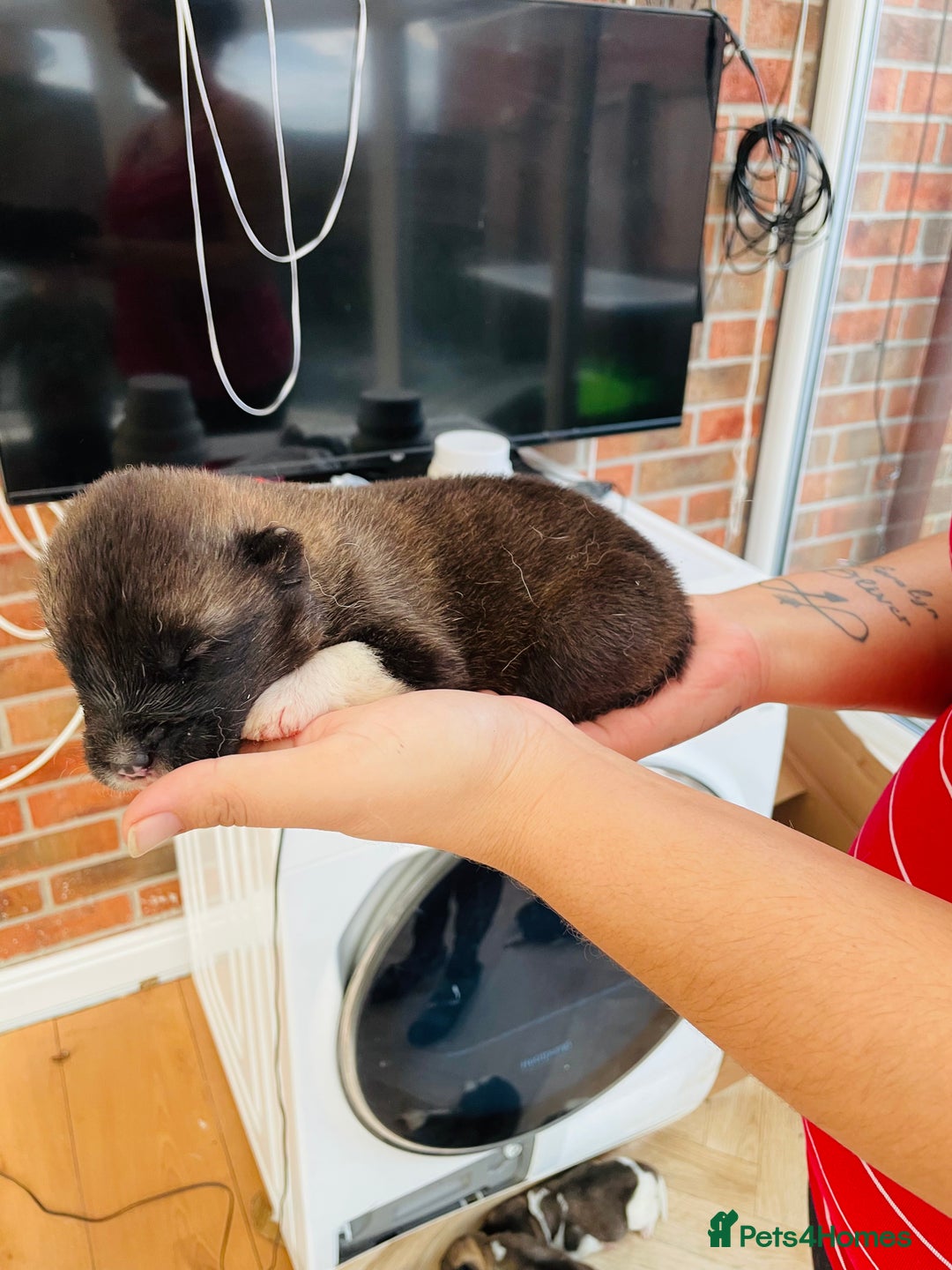 Akita dogs for sale: AMERICAN AKITA PUPPIES FOR SALE - Advert 4