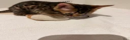 Bengal cats for sale: Adorable kittens for sale - Advert 10