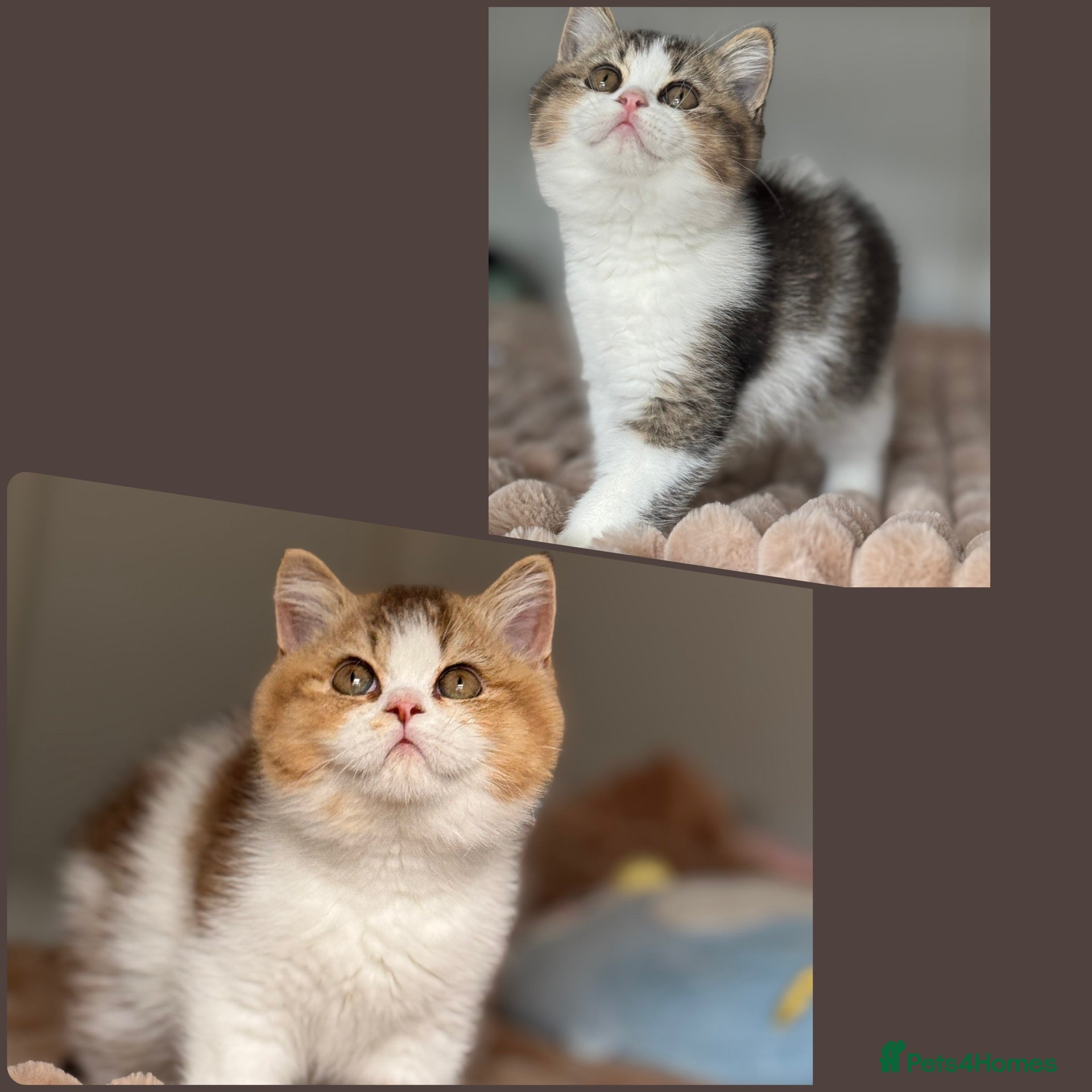 British Shorthair cats Two beautiful tabby bi colours brothers TICA reg  - Advert 3