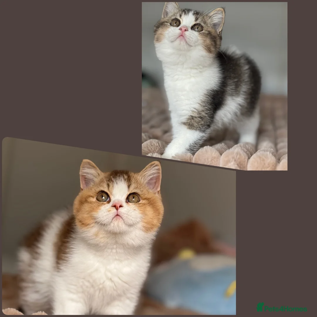 British Shorthair cats for sale: Two beautiful tabby bi colours brothers TICA reg  - Advert 1