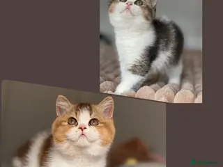 British Shorthair cats Two beautiful tabby bi colours brothers TICA reg - Advert 2