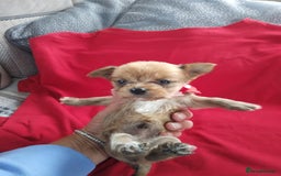 Chorkie dogs for sale: Chihuahua  Cross Yorkshire  - Image 12