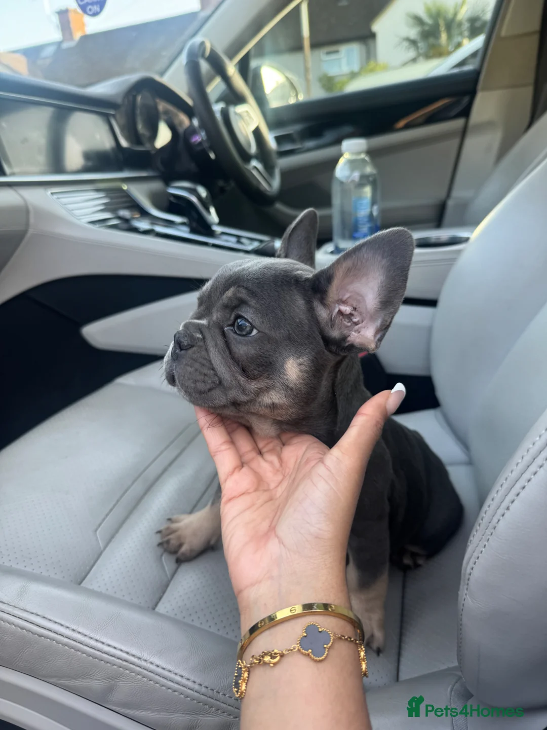 French Bulldog dogs for sale: Beautiful frenchies for sale, ready to leave now - Advert 2