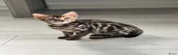 Bengal cats for sale: Full pedigree rosetted bengal kitten -male  - Advert 14